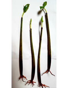 Palétuvier rouge Rhizophora mangle