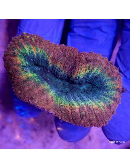 Lobophyllia spp