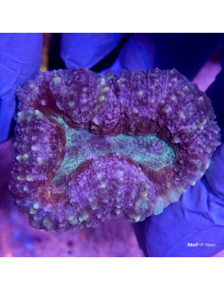 Lobophyllia spp