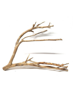 Talawa-Holz 70cm