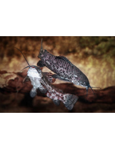 HOPLOSTERNUM THORACATUM