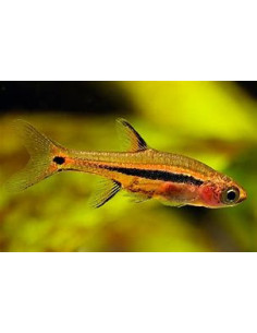 RASBORA UROPHTHALMOIDES
