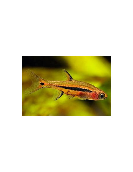 RASBORA UROPHTHALMOIDES