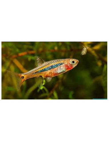 RASBORA UROPHTHALMOIDES
