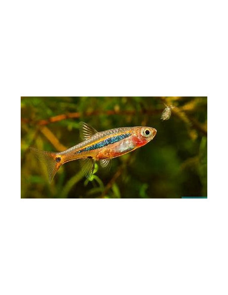 RASBORA UROPHTHALMOIDES