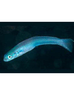 PTERELEOTRIS HANAE