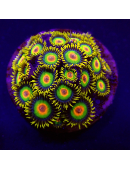 Zoanthus Rasta