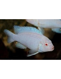 PSEUDOTROPHEUS SOCOLOFI ALBINOS