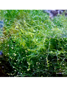 Algue chaetomorpha (portion de 20 grammes)