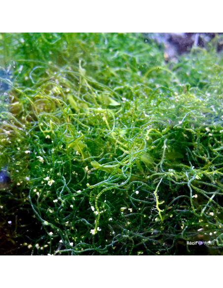 Algue chaetomorpha (portion de 20 grammes)