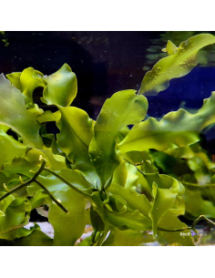 Algue Caulerpa prolifera