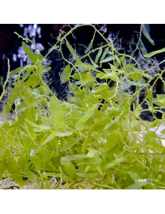 copy of Algue Caulerpa prolifera