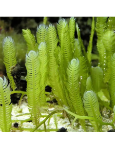 Algue Caulerpa sertularoides (la poignet de 20 grammes)