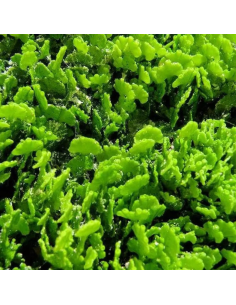 Algue Halimeda opuntia (portion de 20 grammes)