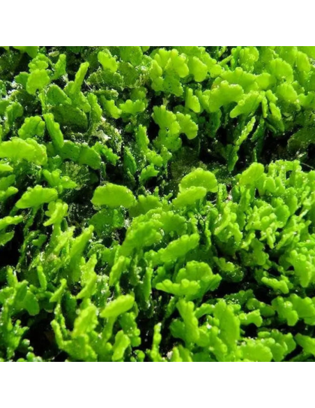 Algue Halimeda opuntia (portion de 20 grammes)