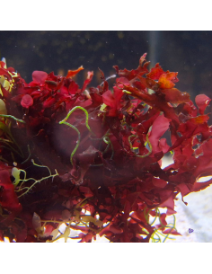 Algue Gracilaria mammillaris (portion de 20 gramme)