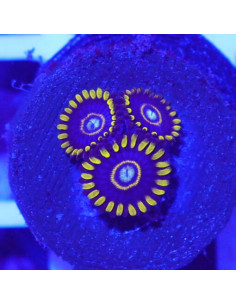 Zoanthus Purple Hornet