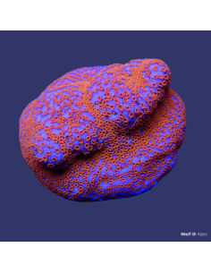 Montipora Superman