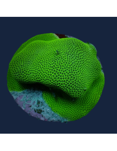 copia de PORITES BISPERMA