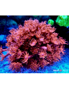 Goniopora lobata rouge pointes bleues M