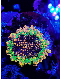 OG GODZILLA MUSHROOM (rare)