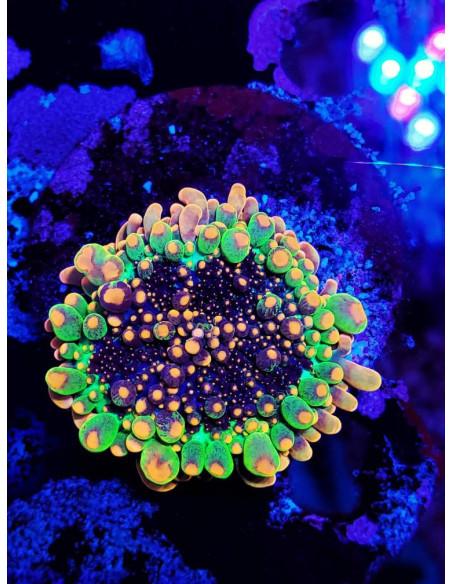 OG GODZILLA MUSHROOM (rare)