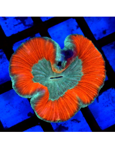 copy of TRACHYPHYLLIA SPP GREEN PREMIUM