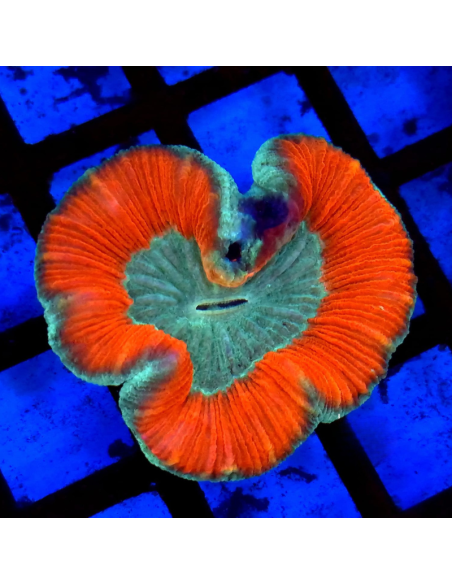 copia de TRACHYPHYLLIA SPP GREEN PREMIUM