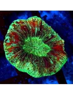 copy of copy of TRACHYPHYLLIA SPP GREEN PREMIUM