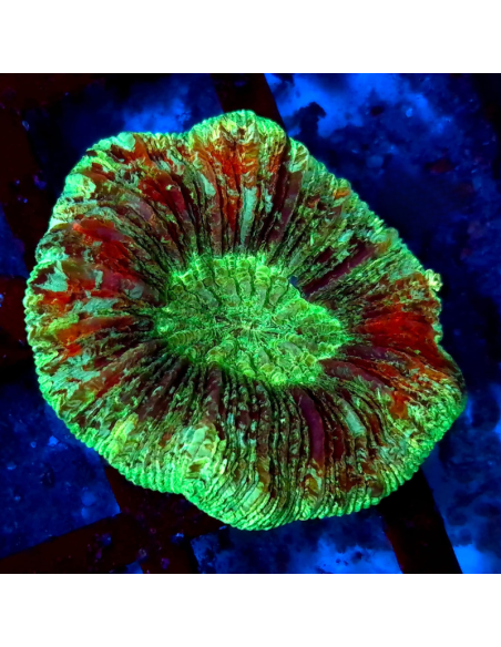 Trachyphyllia geoffroyi