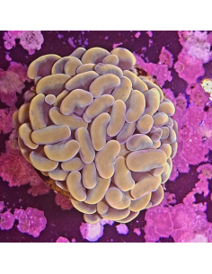 copia de EUPHYLLIA PARANCORA BLEU