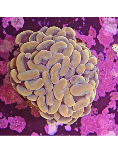 copia de EUPHYLLIA PARANCORA BLEU