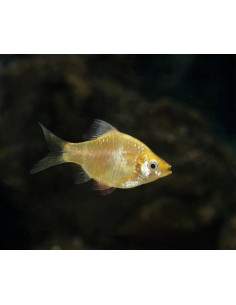 PUNTIUS TETRAZONA ALBINOS