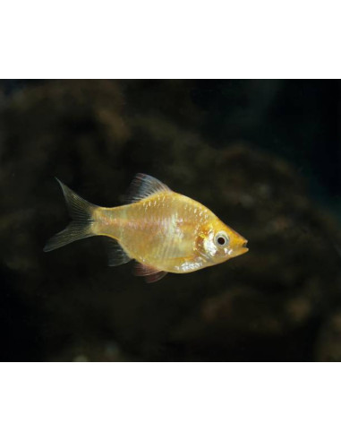 PUNTIUS TETRAZONA ALBINOS