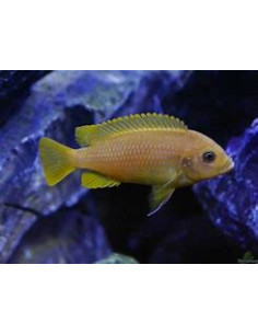copia de PSEUDOTROPHEUS DEMASONI M