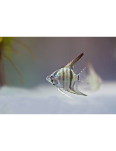 PTEROPHYLLUM SCALARE AMAZONE