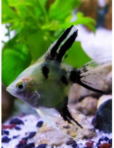 copy of PTEROPHYLLUM SCALARE AMAZONE