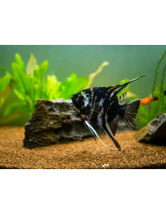 PTEROPHYLLUM SCALARE MARBLE