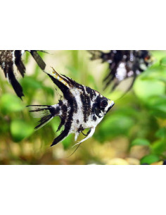PTEROPHYLLUM SCALARE MARBLE