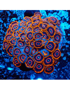 Zoanthus Red Hornets