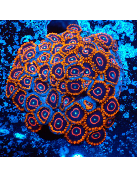 Zoanthus Red Hornets
