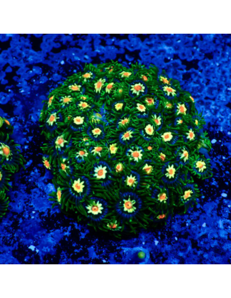 Zoanthus Stargazer