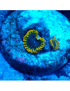 Zoanthus Tantrum