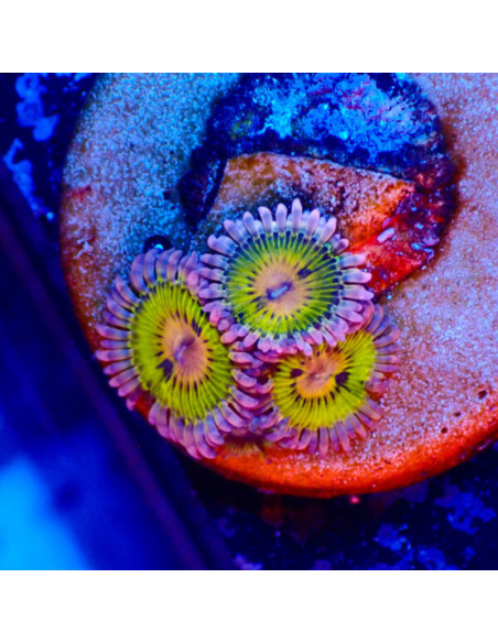 Zoanthus Chiquita