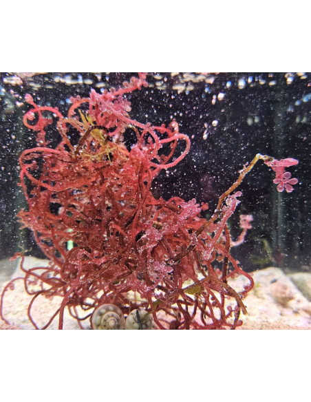 copia de Algue Caulerpa prolifera