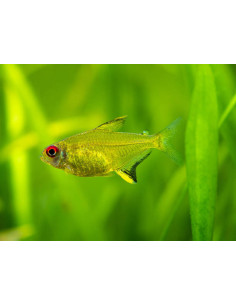 HYPHESSOBRYCON PULCHRIPINNIS