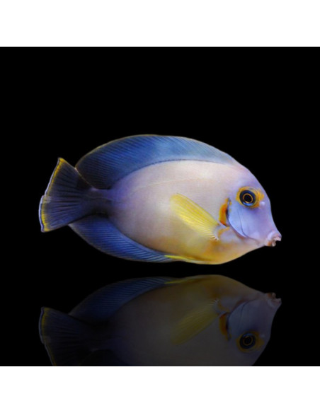 copia de ACANTHURUS PYROFERUS YELLOW