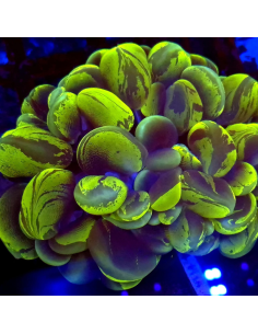 PLEROGYRA SINUOSA XL