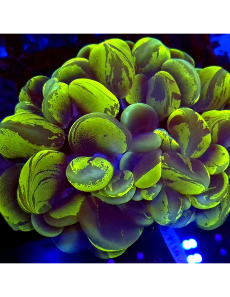 PLEROGYRA SINUOSA XL