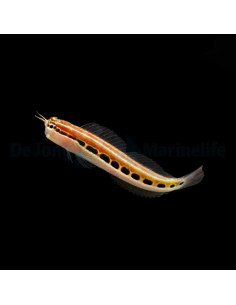 Ecsenius lineatus